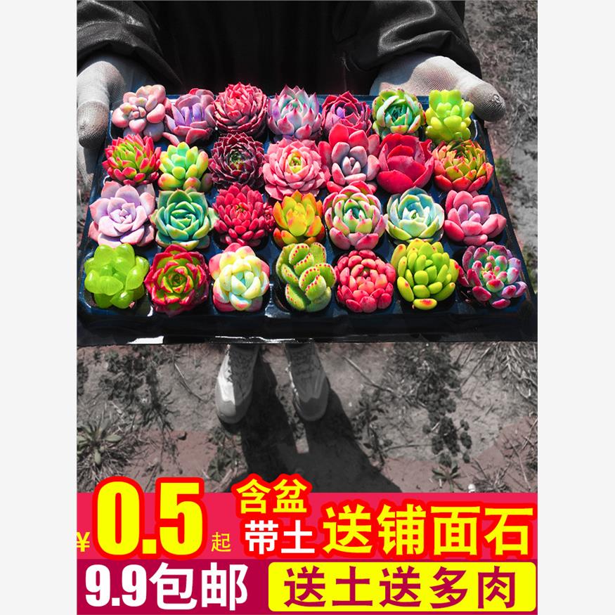 多肉植物组合盆栽室内