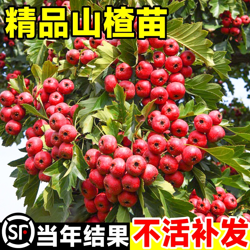 山楂树活苗大金星甜红子