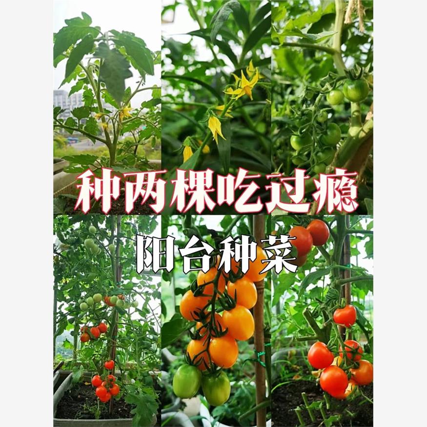 四季小番茄种子苗千禧圣