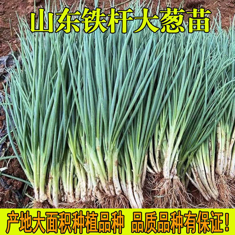 葱苗带根山东铁杆大葱苗四季种植葱秧苗阳台盆栽种死包赔一斤包邮