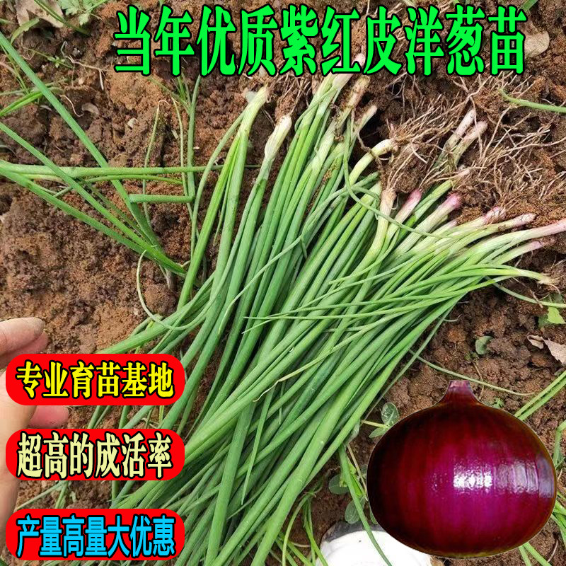 山东紫红皮洋葱苗二红洋葱苗子新鲜栽苗秧子现挖现卖