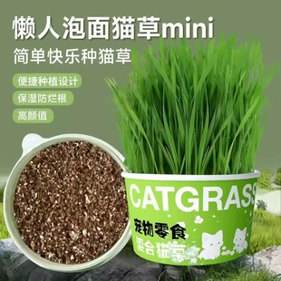新疆包邮乌市直发懒人泡面猫草无土水培天然种植化毛洁齿猫咪零食