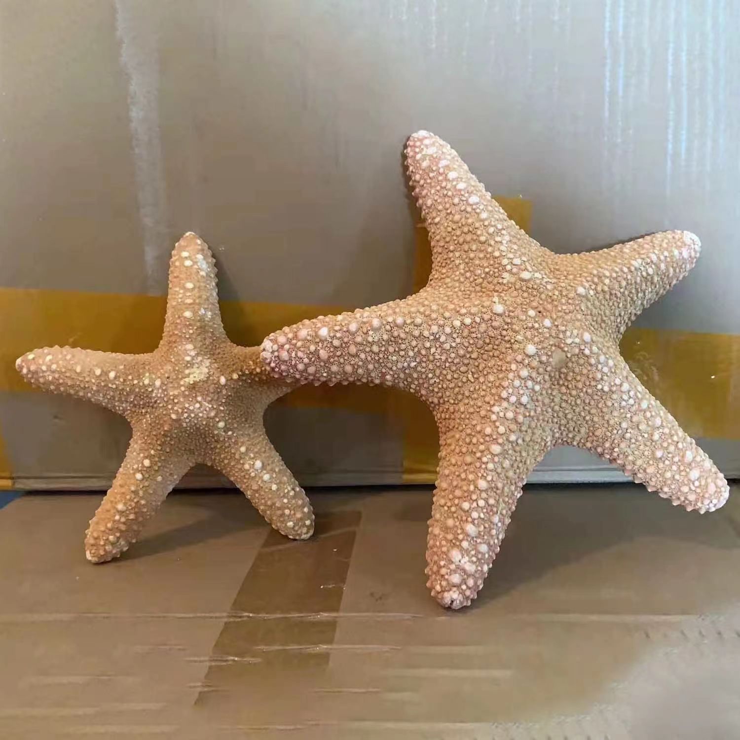 天然海底纯干海星不放水装饰收藏