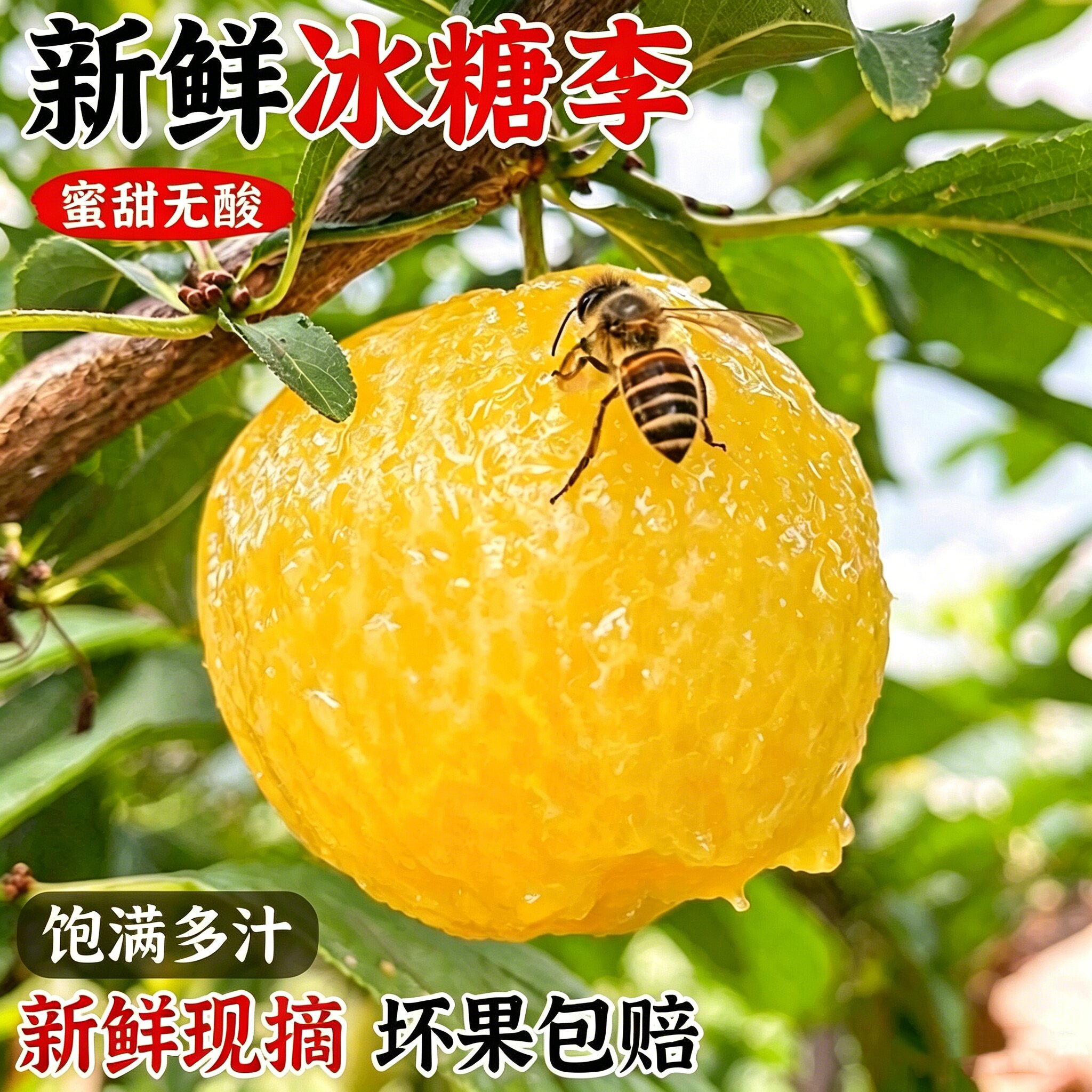 四川冰糖李黄金桃花李蜂蜜李新鲜时令玉皇李子当季特产水果彩箱装
