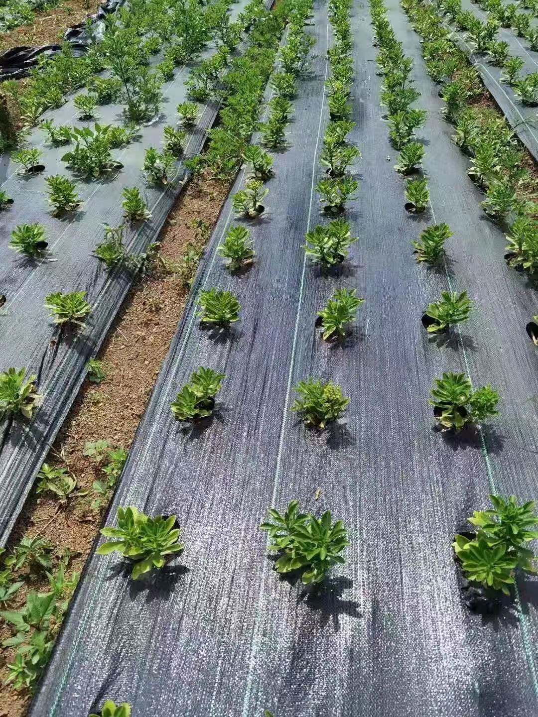 整卷打孔防草布 除草布抗老化地布盖草布抑草布地膜透气透水 地布