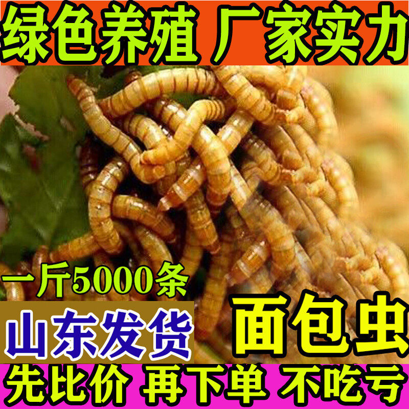 面包虫活体 黄粉虫活虫 鹦鹉鱼 金龙鱼 乌龟 画眉鸟石蛙饲料包邮