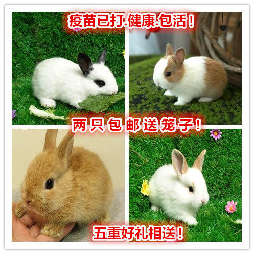 兔子活物小型宠物白兔活体侏儒兔迷你长不大兔子宠物兔兔垂耳包邮