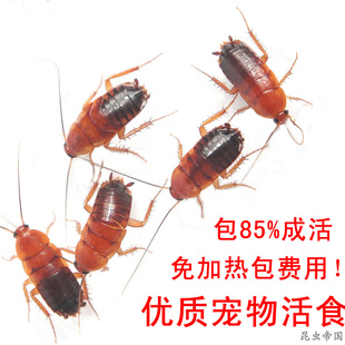 昆虫帝国 樱桃蟑螂杜比亚活体饲料亚成蜘蛛乌龟鸟类龙鱼宠物发色