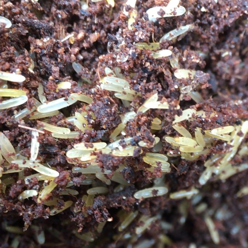 蟋蟀卵针头孵化活物白蛐蛐活体饲料幼体爬虫蜥蜴树蛙蝎子卡开口粮