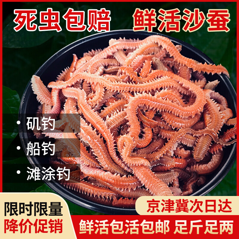 活沙蚕红青虫鲈鱼饵海蚂蟥海蜈蚣海钓鱼饵料海沙蚕鲜活饵顺丰包邮