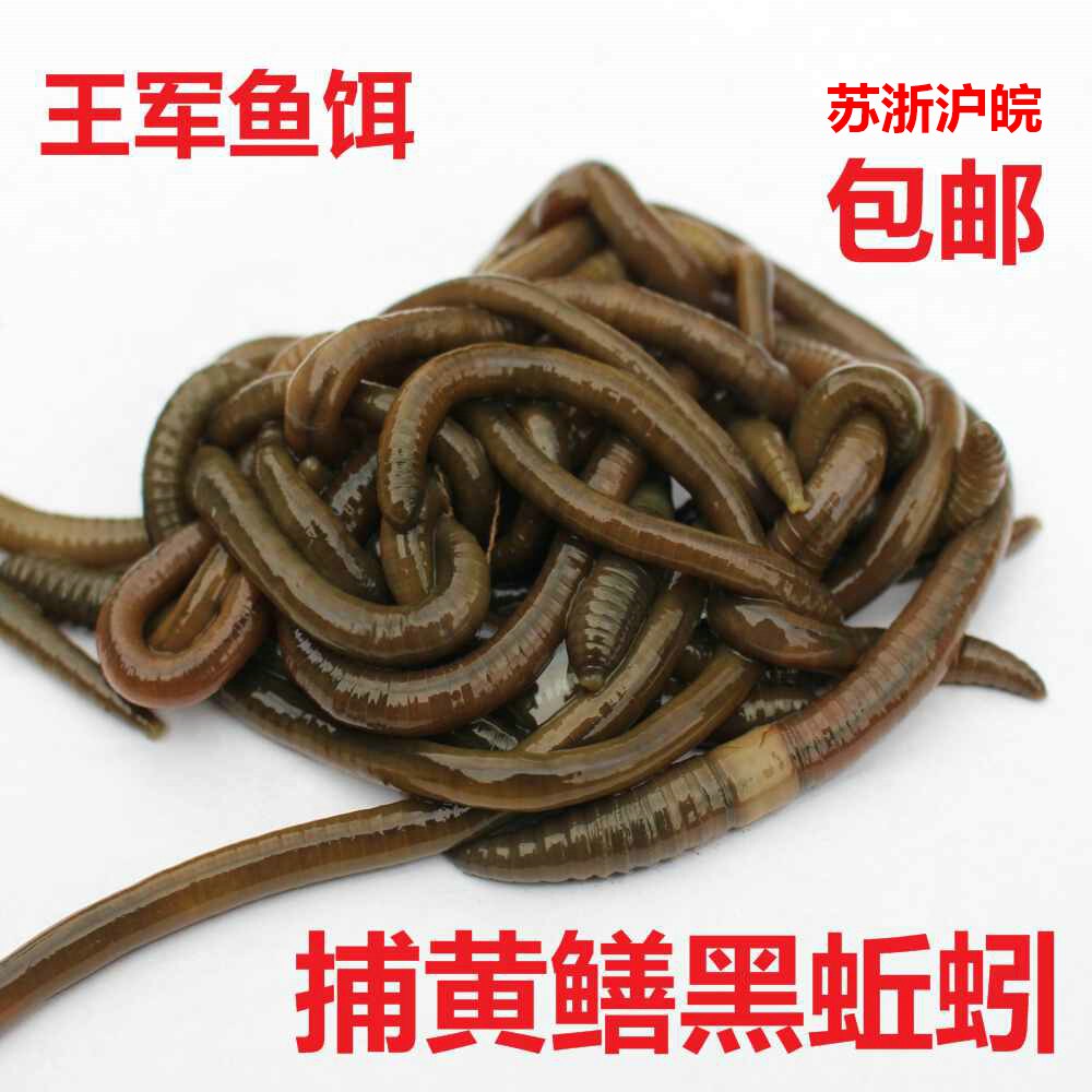 黑蚯蚓鲜活土蚯蚓臭蚯蚓特大青蚯蚓活饵钓黄鳝诱饵活体王军鱼饵