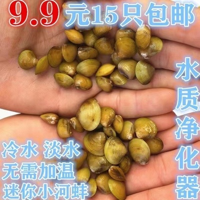 淡水黄金小型水族河蚌螺观赏除藻净水专吃鱼屎清洁粪便淡水蚬鲜活