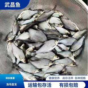 武昌鱼苗活体扁鱼水花苗三角鲂团头鲂饲料鱼苗包邮鳊鱼苗淡水养殖