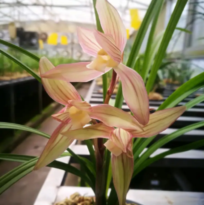 当年开花老种春剑【雨过天晴】兰花苗阳台浓香花卉绿植盆栽包邮