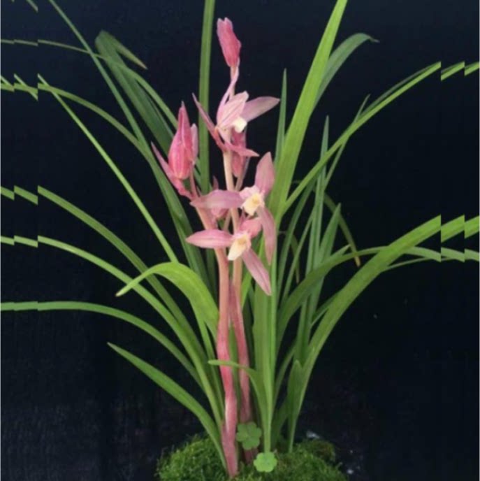 当年开花自然老种春剑【雅女】兰花苗阳台浓香花卉绿植盆栽包邮