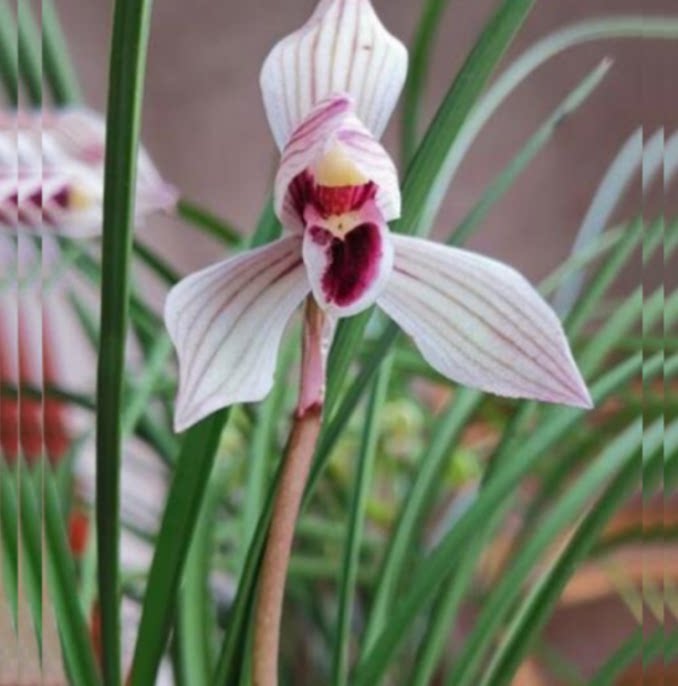 当年开花老种莲瓣兰【心心相印】兰花苗阳台浓香花卉绿植盆栽包邮