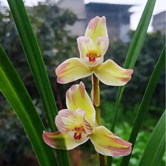 当年开花老种春剑【香王彩虹】兰花苗阳台浓香花卉绿植盆栽包邮