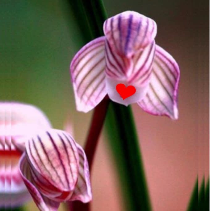 当年开花自然老种莲瓣兰【紫荷】兰花苗阳台浓香花卉绿植盆栽包邮