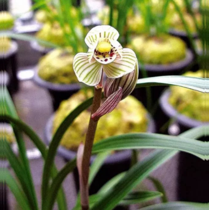 当年开花自然老种莲瓣兰【镇荷】兰花苗阳台浓香花卉绿植盆栽包邮