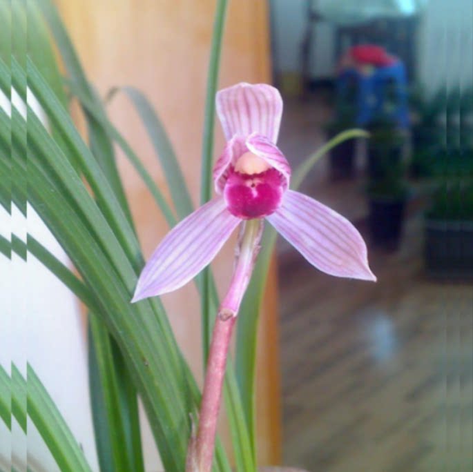 当年开花老种莲瓣兰【烈焰红唇】兰花苗阳台浓香花卉绿植盆栽包邮