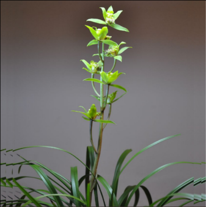 当年开花自然老种蕙兰【绿牡丹】兰花苗阳台浓香花卉绿植盆栽包邮