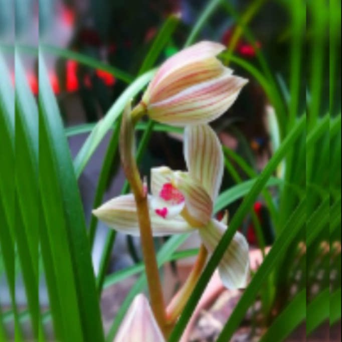 当年开花老种莲瓣兰【点苍梅长脚梅】兰花苗浓香花卉绿植盆栽包邮