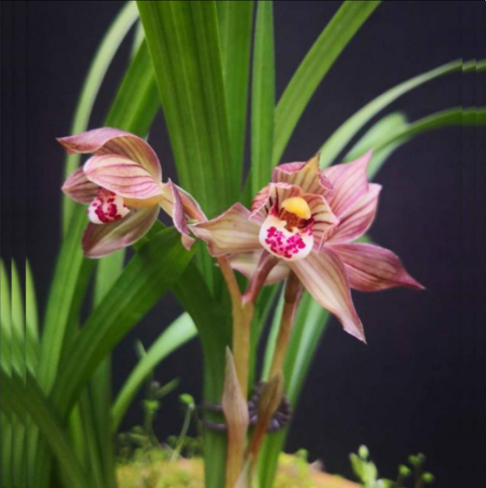 当年开花老种春剑【邛州红荷】兰花苗阳台浓香花卉绿植盆栽包邮