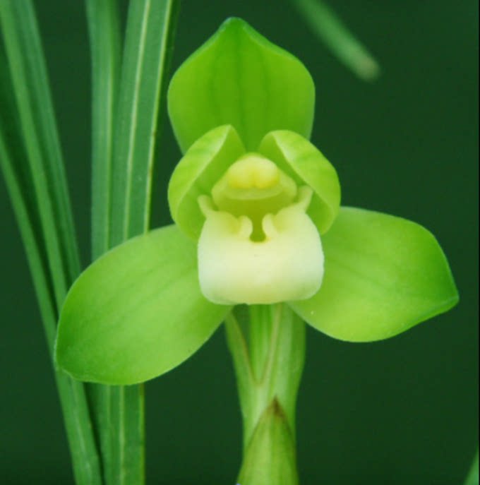 当年开花老种春兰【杨氏素荷】兰花苗阳台浓香花卉绿植盆栽包邮