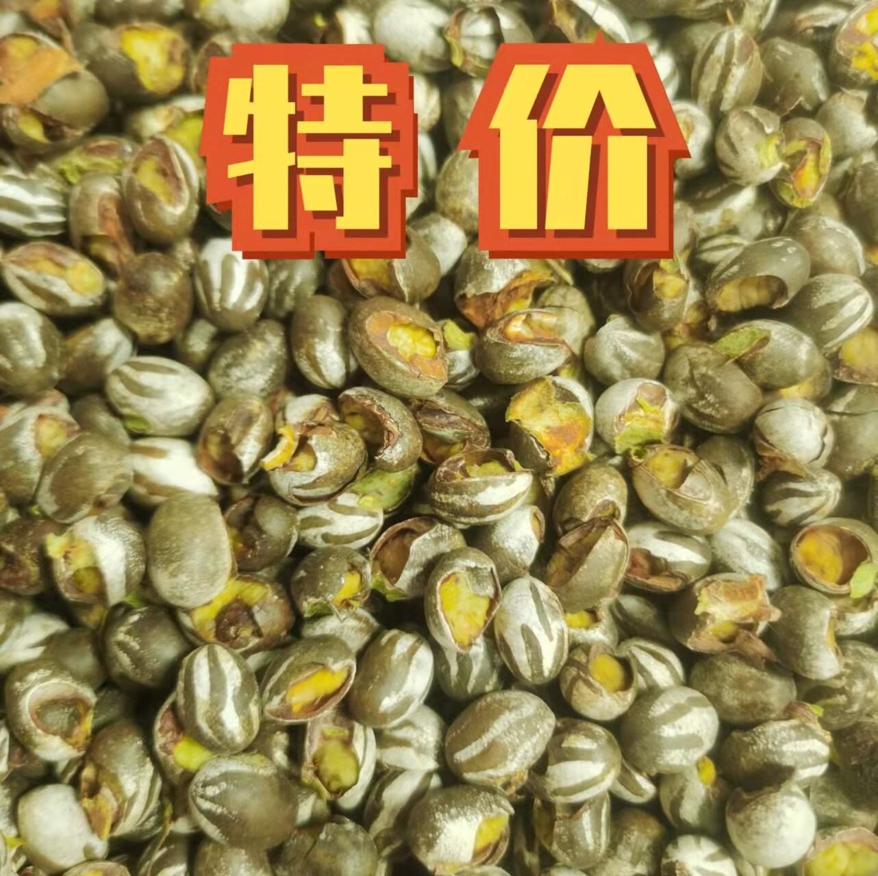 杨拉罐新鲜采摘破壳特价坦克虫仓鼠蜜袋鼯宠物零食冬钓鱼饵柳根鱼