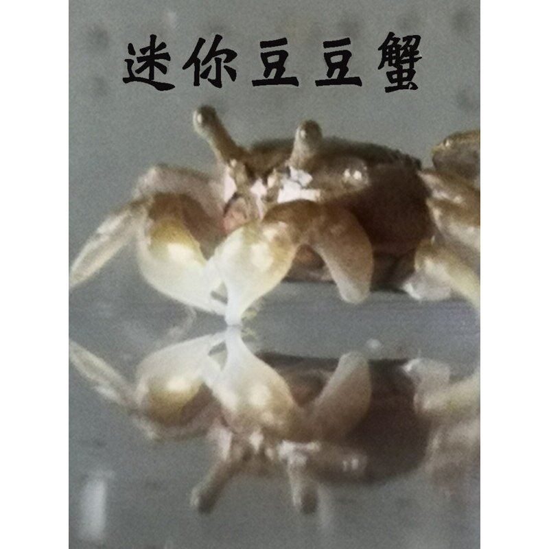 迷你豆豆蟹钓鱼饵料活体宠物桌面观赏治愈观赏吃土螃蟹海水淡水