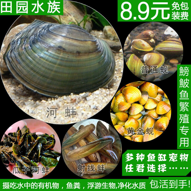 冷水养淡水河蚌活体黄金蚬贝壳贻贝瓜子蚌杜氏蚌除绿水鰟鮍鱼繁殖