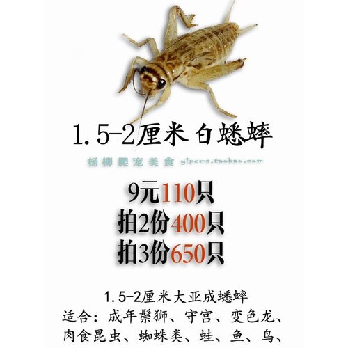 蛐蛐 蟋蟀活物 白蛐蛐 活体饲料 鱼鸟爬虫鸟食马蜂活食包邮包活