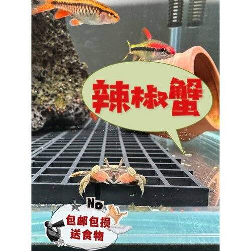 迷你辣椒蟹活体爬宠微景观淡水礼物观赏蟹可深水除藻清洁工易活