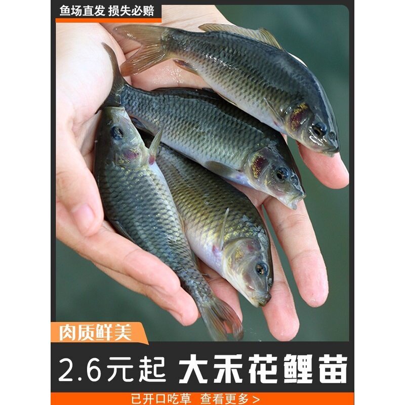 鱼苗淡水稻花鱼苗养殖禾花鲤食用草鱼鲤鱼冷水鱼苗大全喂乌龟鱼苗图片