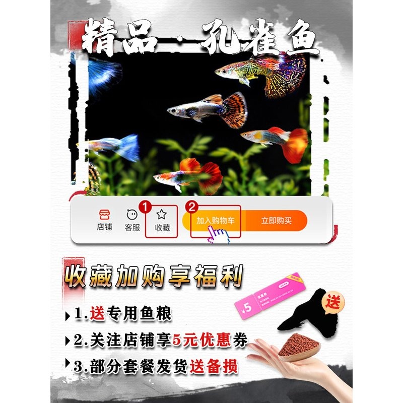 孔雀鱼精品纯种凤尾鱼观赏鱼活体淡水鱼小型热带鱼大耳孔雀胎生鱼