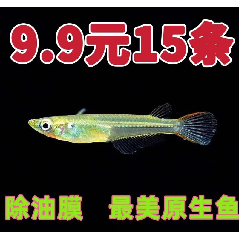 正宗桂系青鳉蓝眼灯群游易养免打氧原生鱼除油膜原生青鳉鱼灯鱼