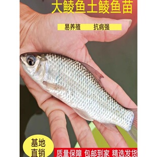 鲮鱼苗土鲮鱼苗淡水 养殖 食用淡水鱼苗批 发土凌鱼苗小鱼苗活鱼