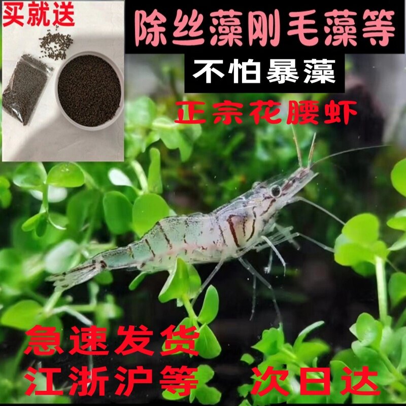 中华小长臂花腰虾除丝藻刚毛藻大虾