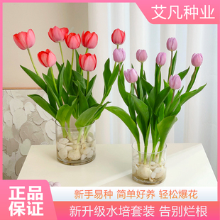 郁金香种球水培花卉植物进口带芽大球室内阳台四季 土培盆栽花种子