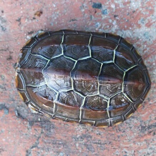 中华草龟 小乌龟活体外塘长寿龟宠物水龟金线龟活物龟墨龟草龟苗