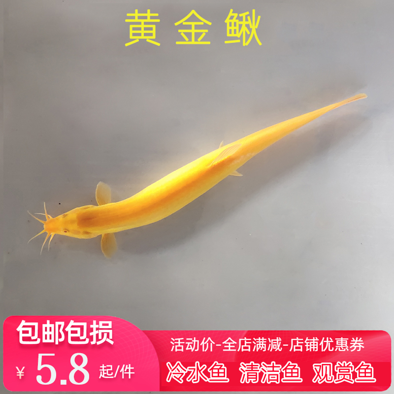 冷水观赏宠物鲜活好易养的耐活稀有黄金色小金龙泥鳅苗练手工具鱼