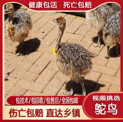 非洲鸵鸟幼苗鸸鹋脱温鸵鸟活体