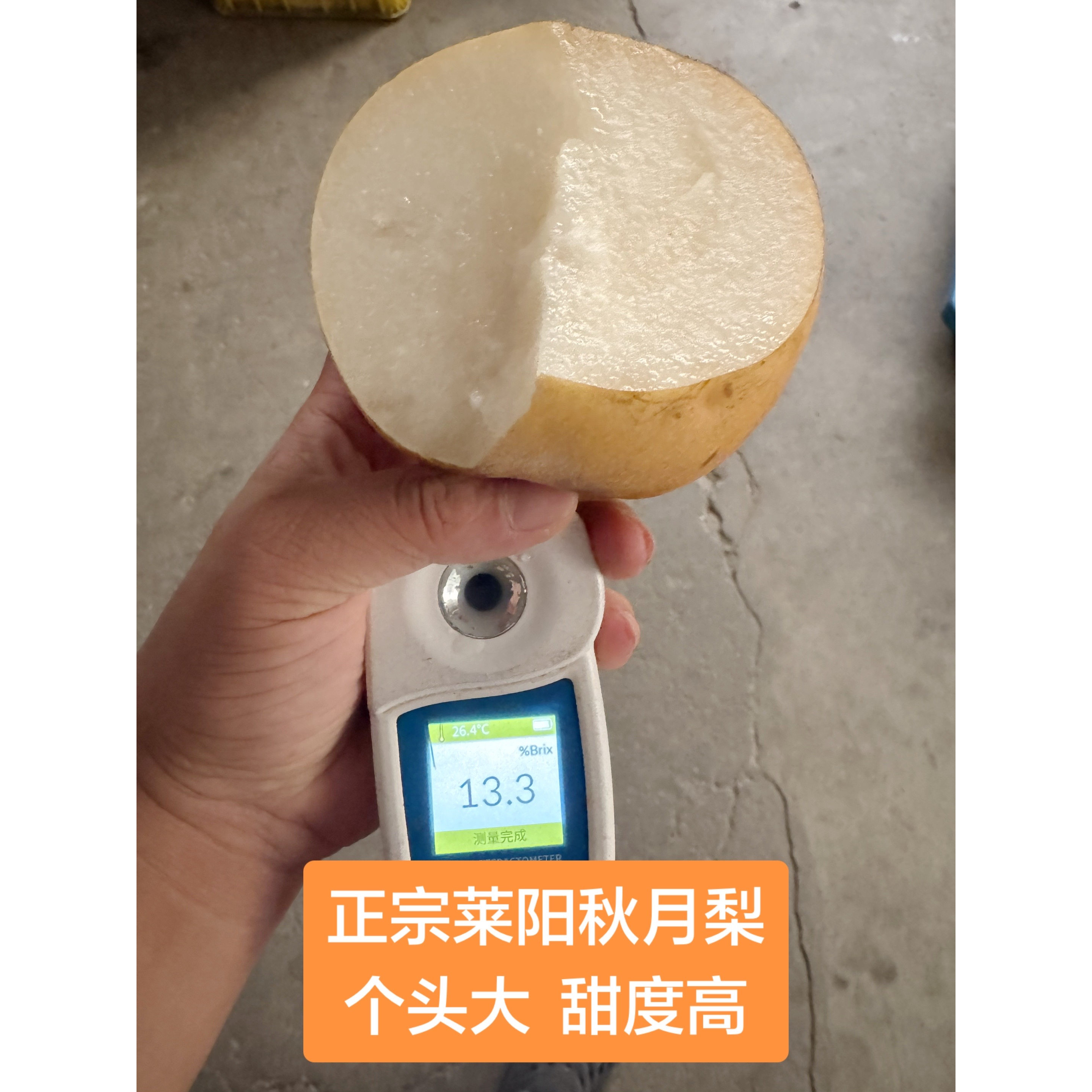 【莱阳老隋家秋月梨】莱阳秋月梨 只发大果和果王 甜度很不错