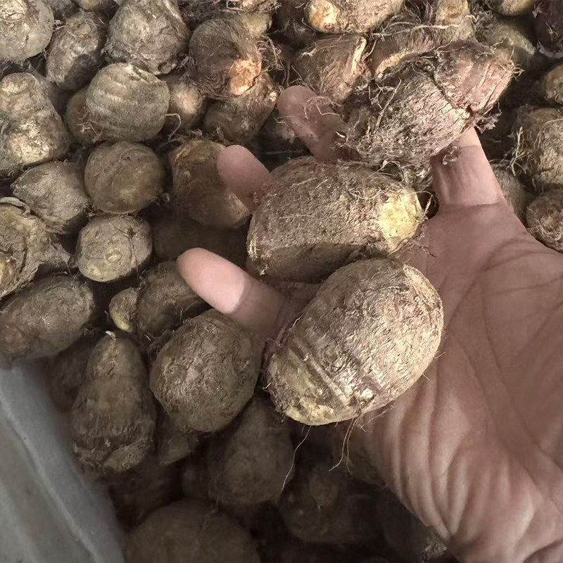 山东牛奶莱阳芋头精选新鲜5斤芋头现摘现发宝宝辅食鲜货包邮整箱
