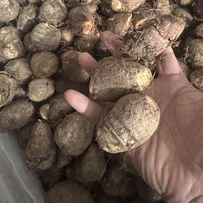 山东牛奶莱阳芋头精选新鲜5斤芋头现摘现发宝宝辅食鲜货包邮整箱