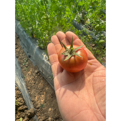 【草莓西红柿发京东】老隋家用大豆发酵喂养出来的 酸甜口巅峰