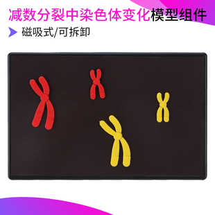 减数分裂中染色体变化模型教具磁吸式初中高中生物XY学生教学仪器