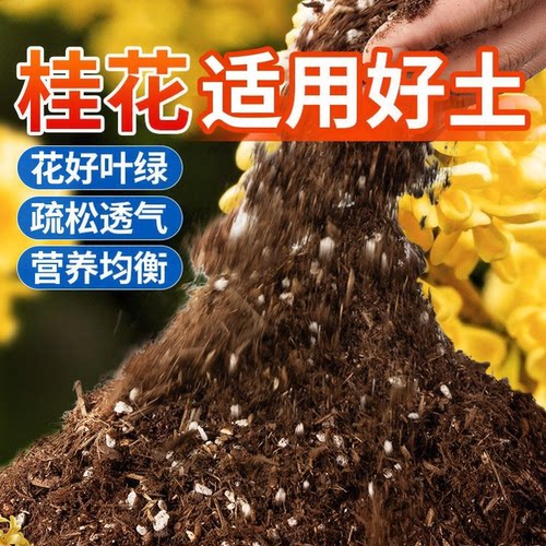 桂花适用土营养土桂花种绿植发酵育苗土桂树盆栽有机透气增肥疏松