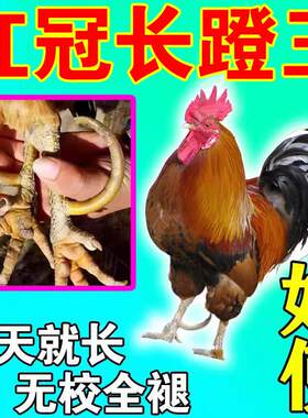 鸡红冠长飞爪鸡脚蹬子脚钉王促生长斗鸡用品红冠亮羽补钙养鸡专用