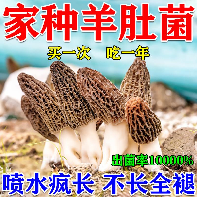 羊肚菌种植包家庭自种食用菌包盆栽儿童可食用阳台室内蘑菇种植包图片